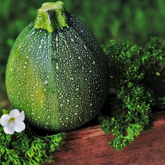 Plant de courgette ronde de nice hf1 godet