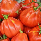 Tomate  liguria, le sachet / 0.1g / ±30 graines