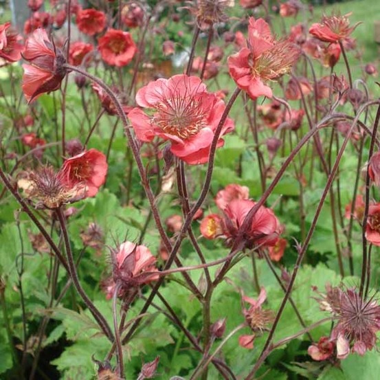 Benoîte des rives 'flames of passion' pot de 2l/3l