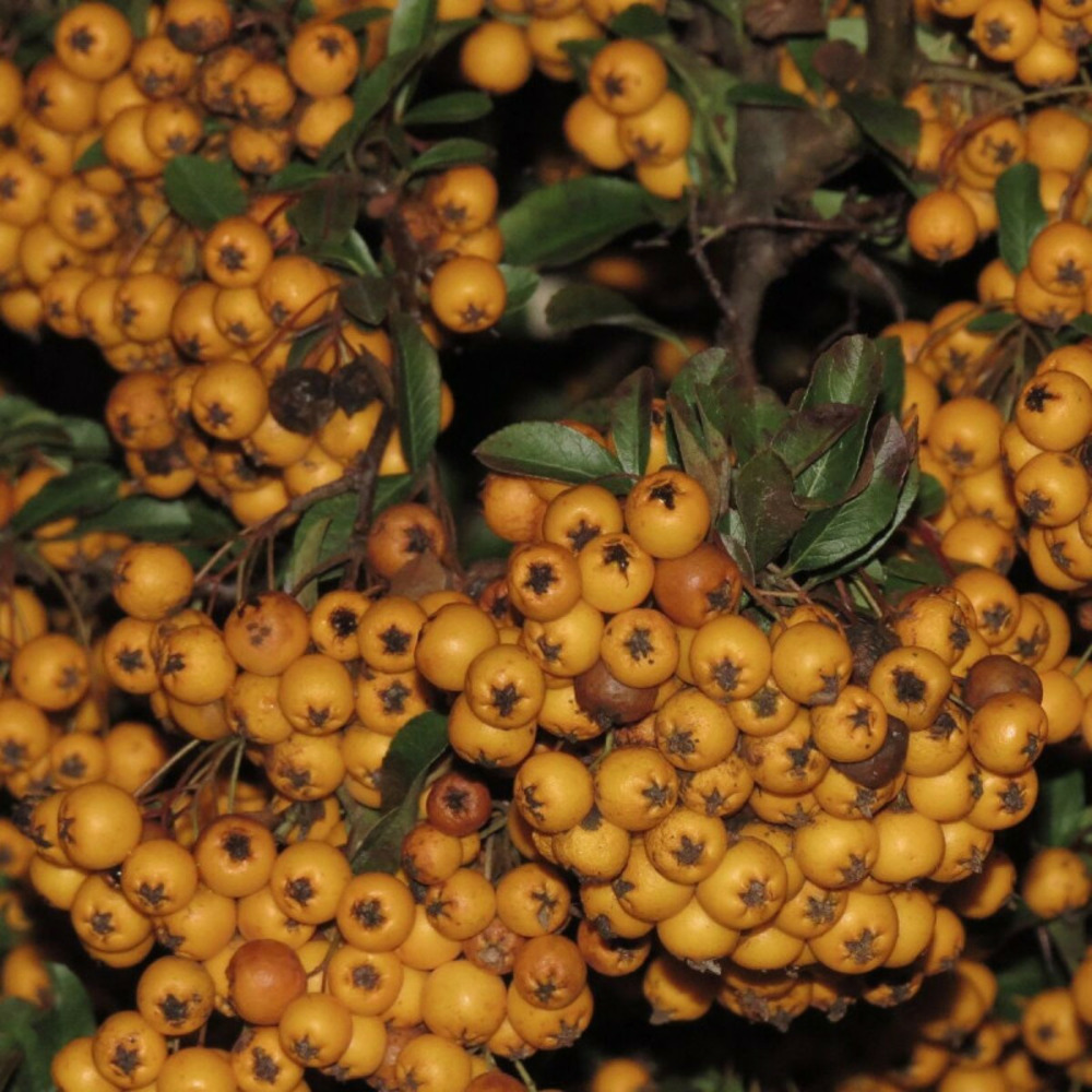 Buisson ardent soleil d'or, pyracantha pot de 3l - 60/80 cm
