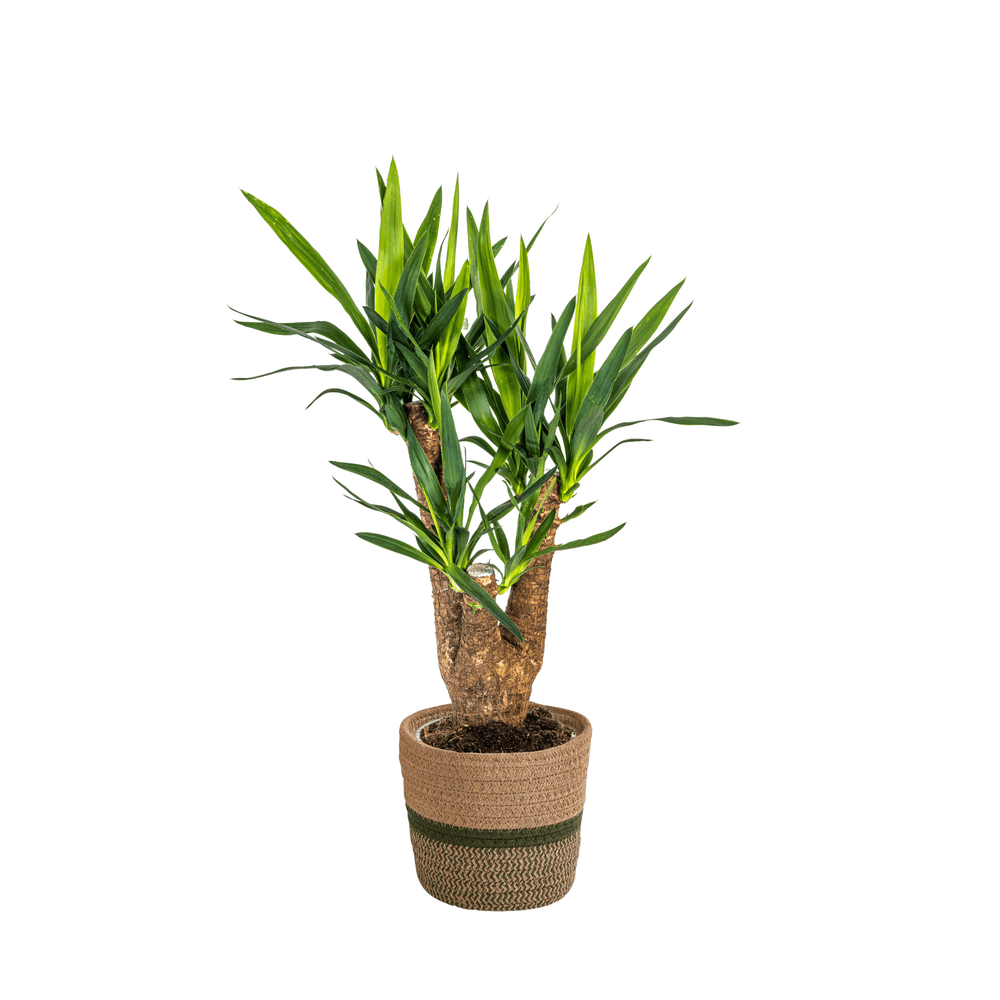 Yucca elephantipes ramifiée avec cache-pot ø21cm - ↕60 - 70cm - plantes d'intérieur