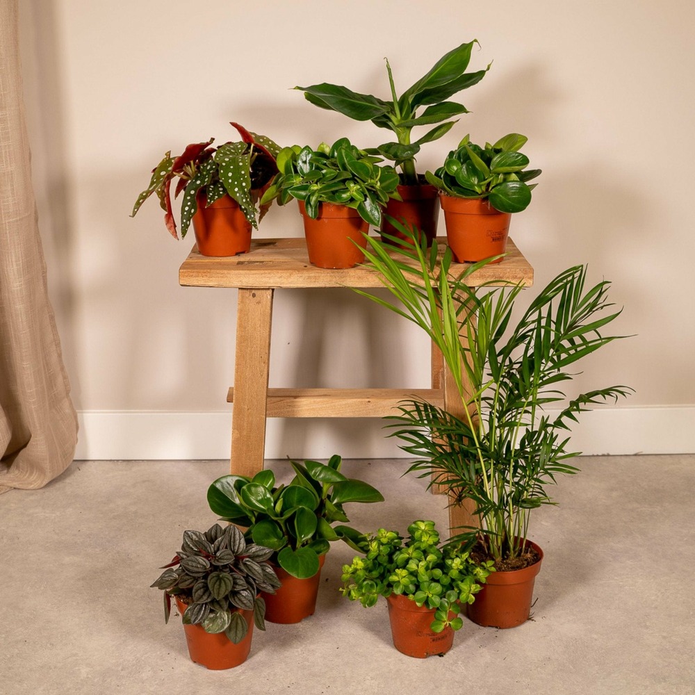 Coffret surprise - plantes d'intérieur 30cm - plante d'intérieur