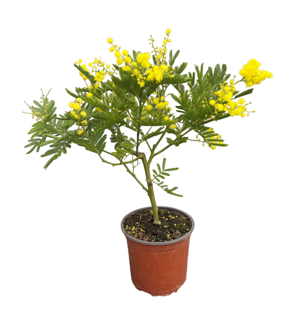 Mimosa gaulois - pot de 19 cm, hauteur 50/60cm, touffe