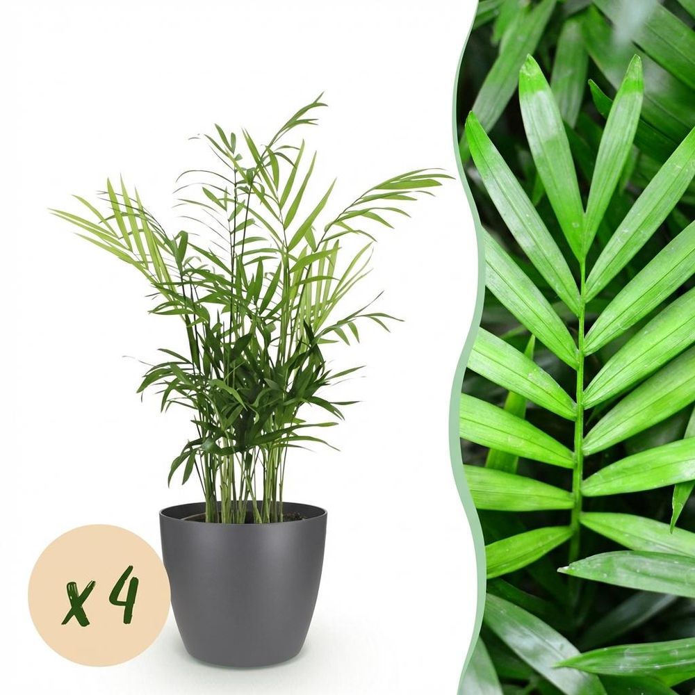 Chamaedorea elegans - pet-friendly - pot de 12cm - hauteur 15cm - plantes d'intérieur