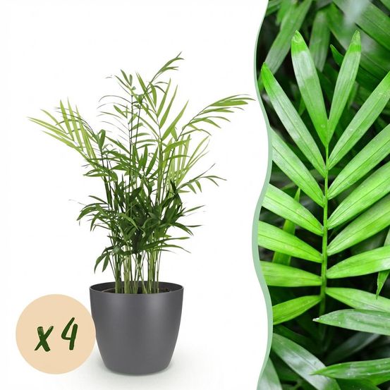 Chamaedorea elegans - pet-friendly - pot de 12cm - hauteur 15cm - plantes d'intérieur