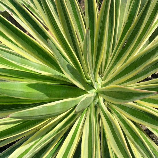 Yucca filamenteux color guard pot de 5l - 40/60 cm