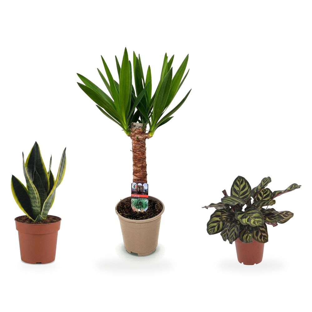 Entrée graphique — yucca elephantipes, sansevieria future superb & calathea makoyana — lot de 3 plantes