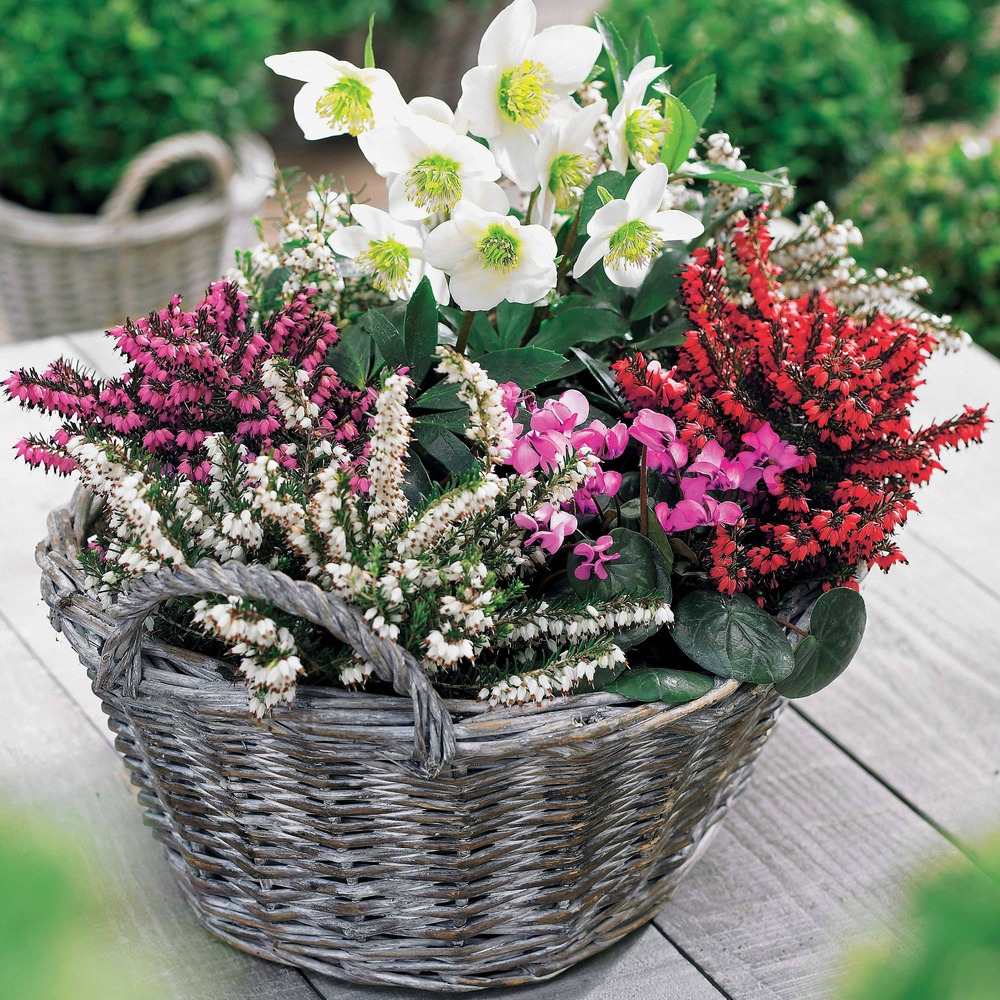 4 bruyères d'hiver et hellébore en mélange - les 4 pots / ø 9cm, vendu par lot de 2