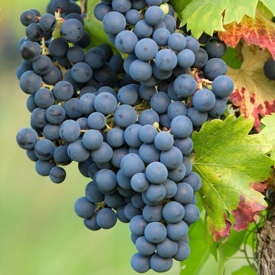 Vigne regent pot de 2l/3l