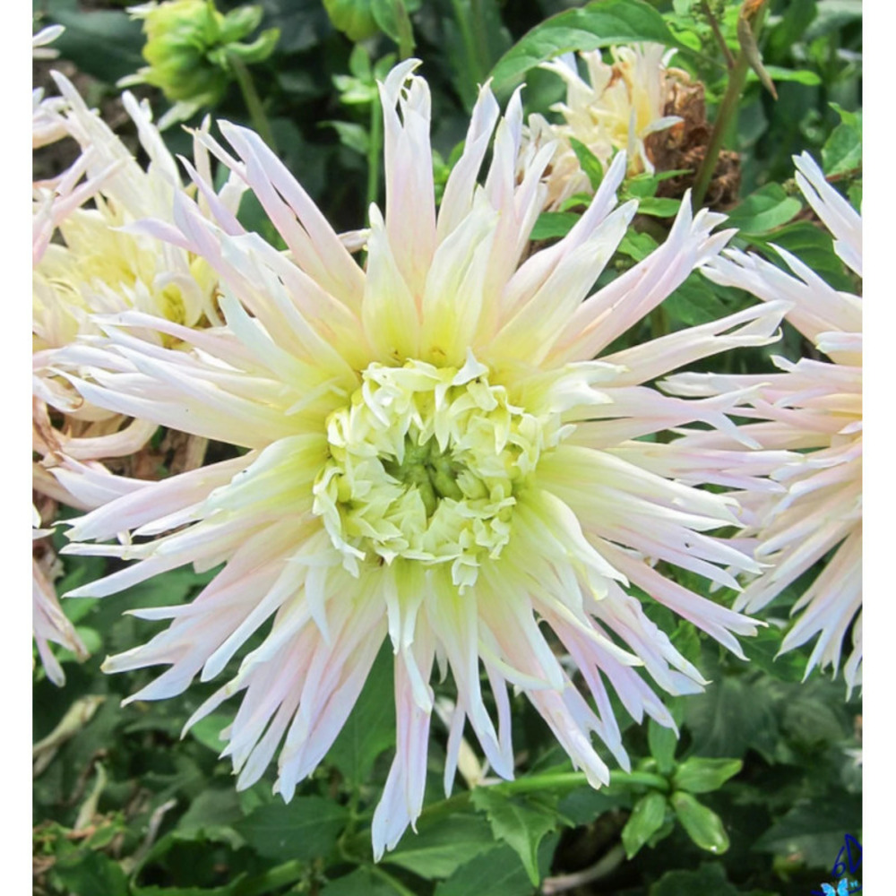 Bulbe de dahlia dentelle eurydice sachet de 1 bulbe