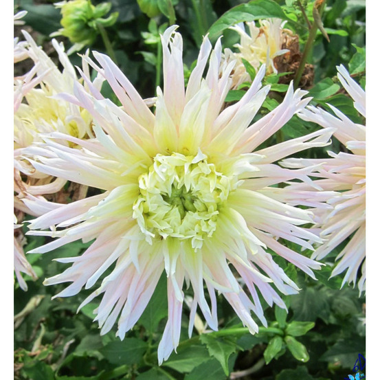 Bulbe de dahlia dentelle eurydice sachet de 1 bulbe