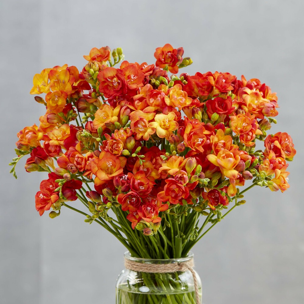 25 freesias à fleurs doubles oranges - le sachet de 25 bulbes / circonference 5-6cm, vendu par lot de 4