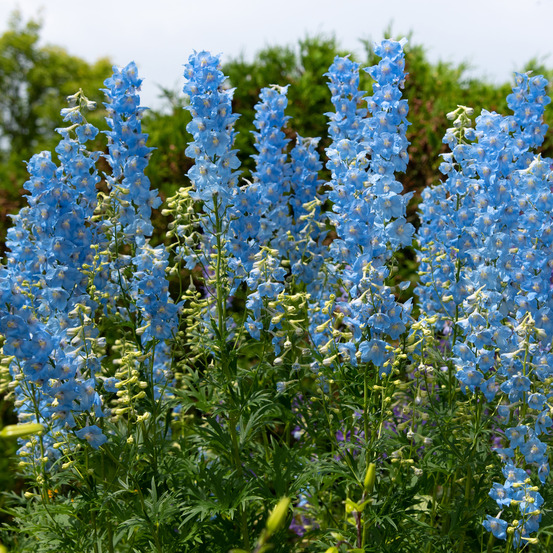 Lot de 3 - delphinium magic fountains bleu ciel - pied d'alouette - hauteur 10-20 cm - pot 9x9 cm