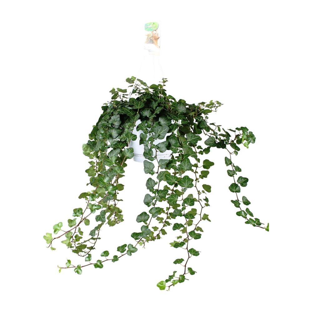 Hedera wonder green - ø24cm - ↕70cm - ø17 - ↕70cm - plantes d'intérieur