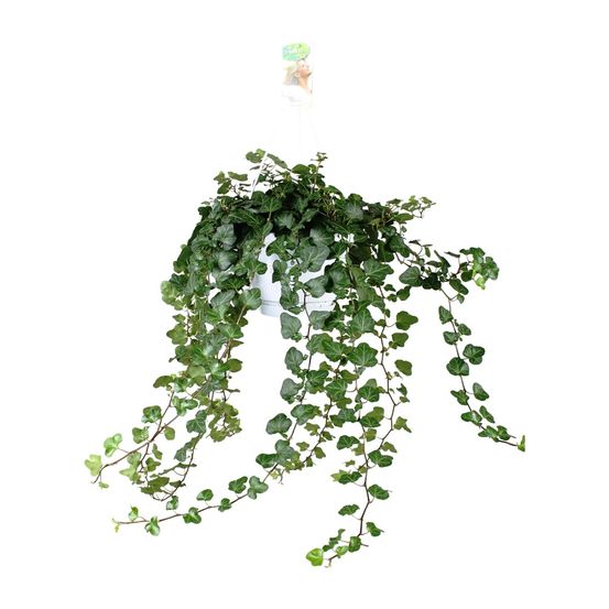 Hedera wonder green - ø24cm - ↕70cm - ø17 - ↕70cm - plantes d'intérieur