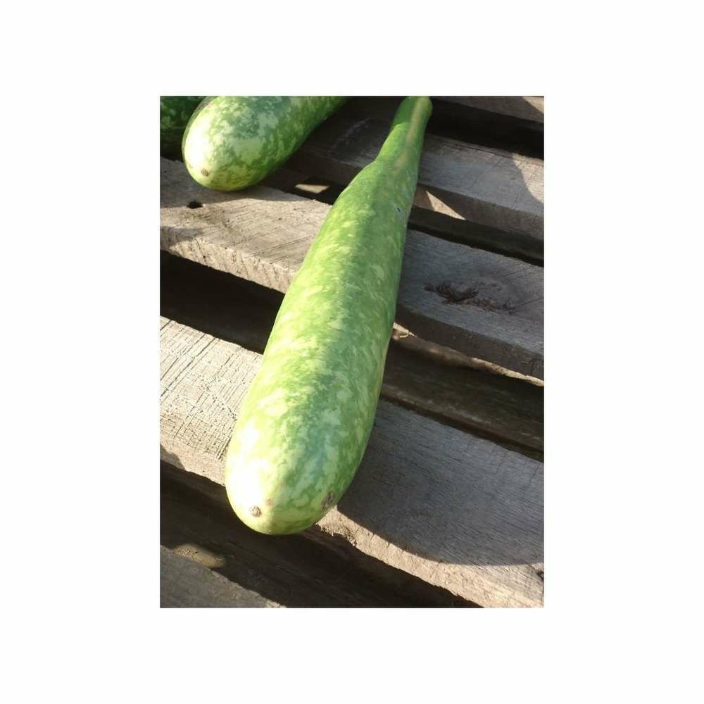 Graines de courge calebasse longue massue d'hercule