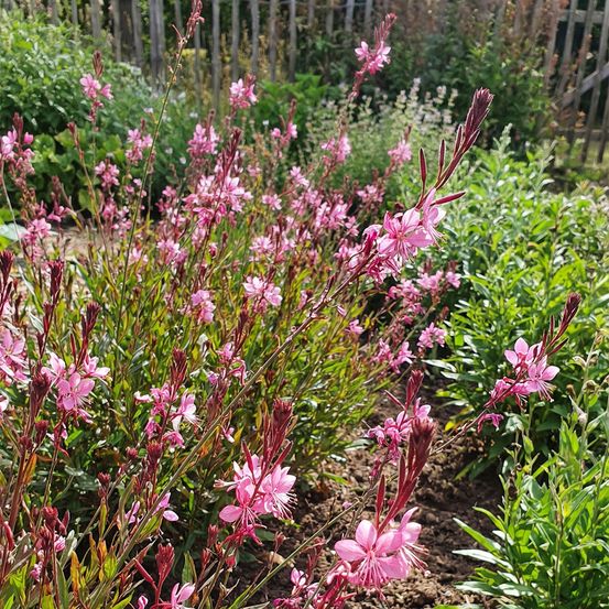 Lot de 3 - gaura lindheimeri 'siskiyou pink' - gaura - floraison abondante - h. 10-20 cm - p. 9 cm