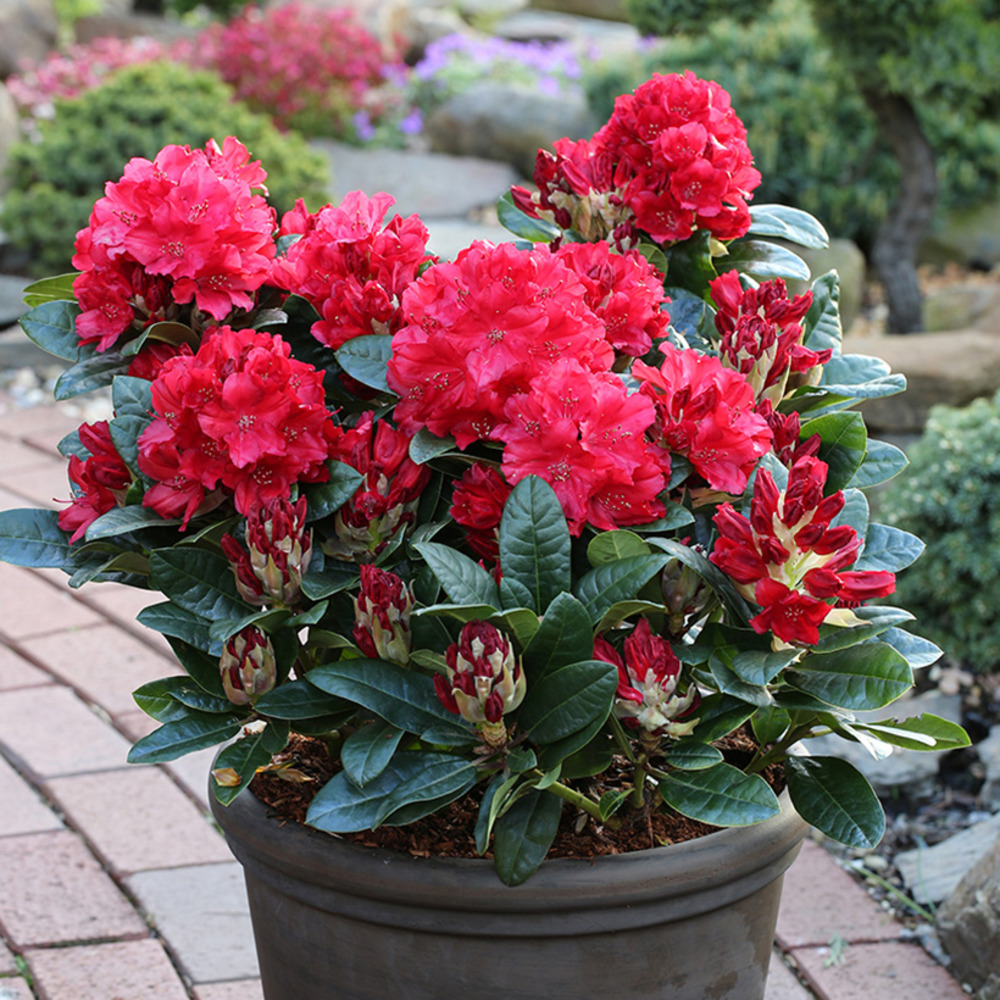 Rhododendron haematodes lisetta - rhododendron nain pot de 6l/7l