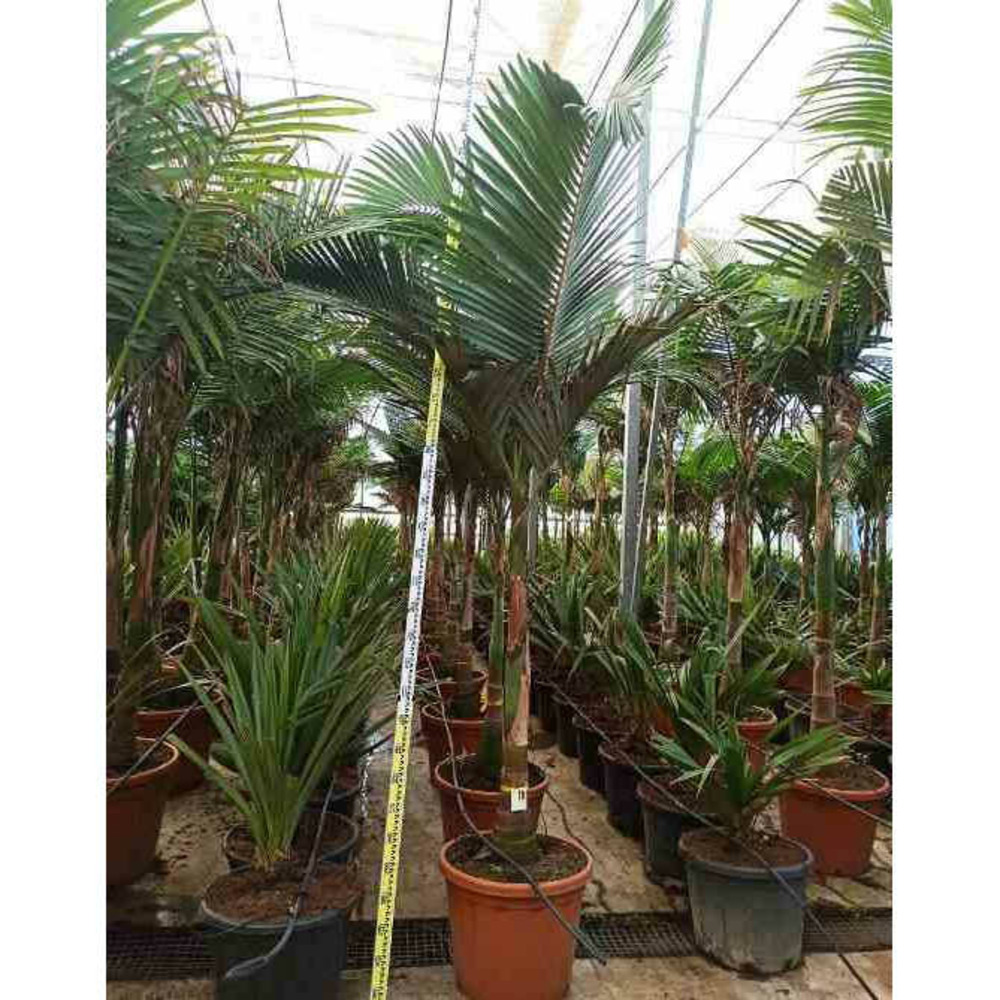 Archontophoenix alexandrae (palmier royal) pot de 140l - 200/250cm