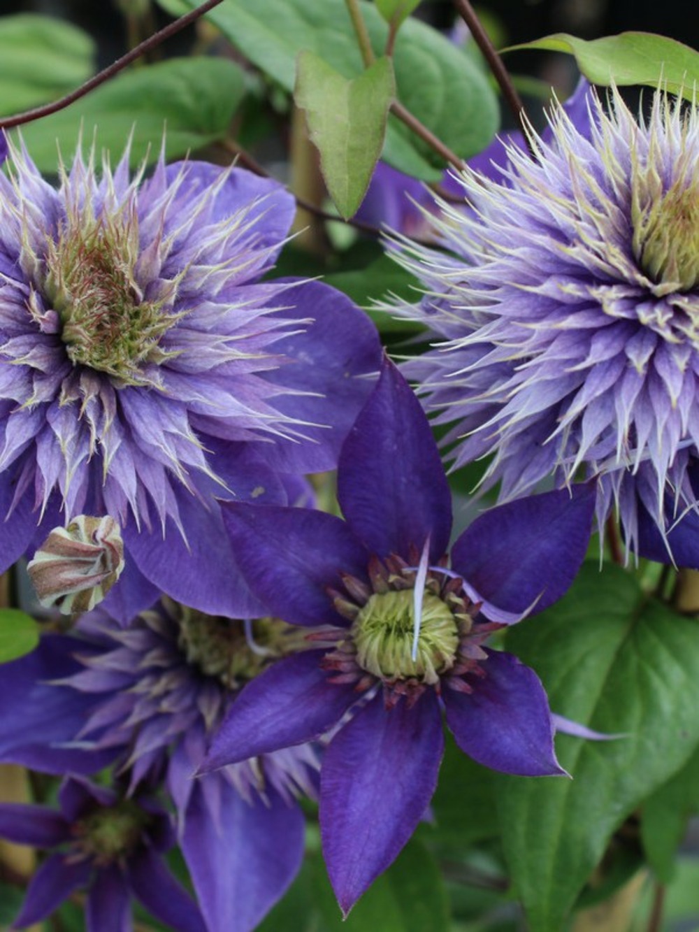 Clématite 'multi blue' pot de 2l/3l