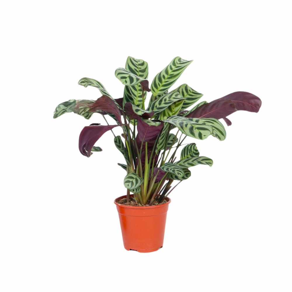 Plante dormeuse - ctenanthe 'burle-marxii' - hauteur 25-40cm - ⌀12cm