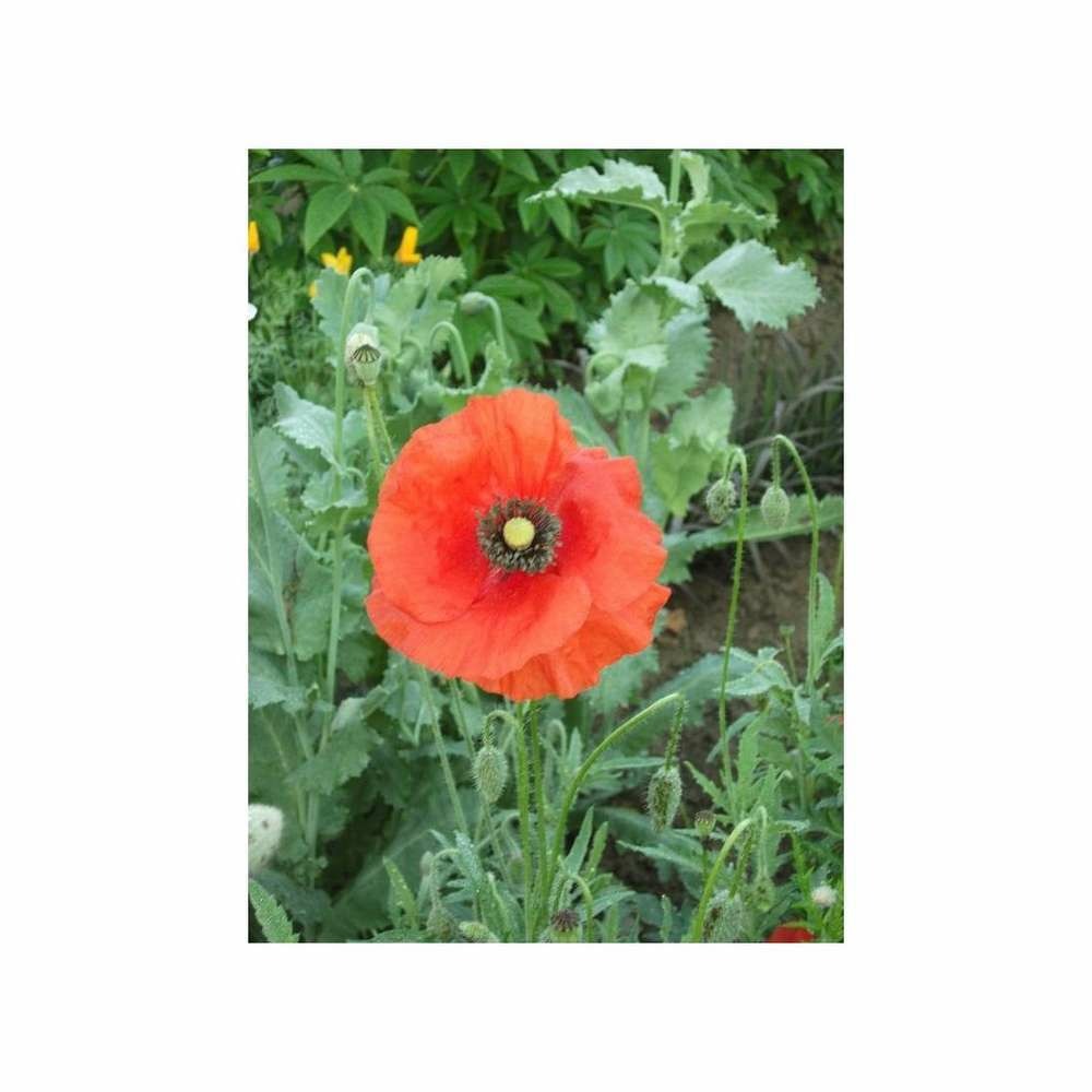 Coquelicot simple rouge