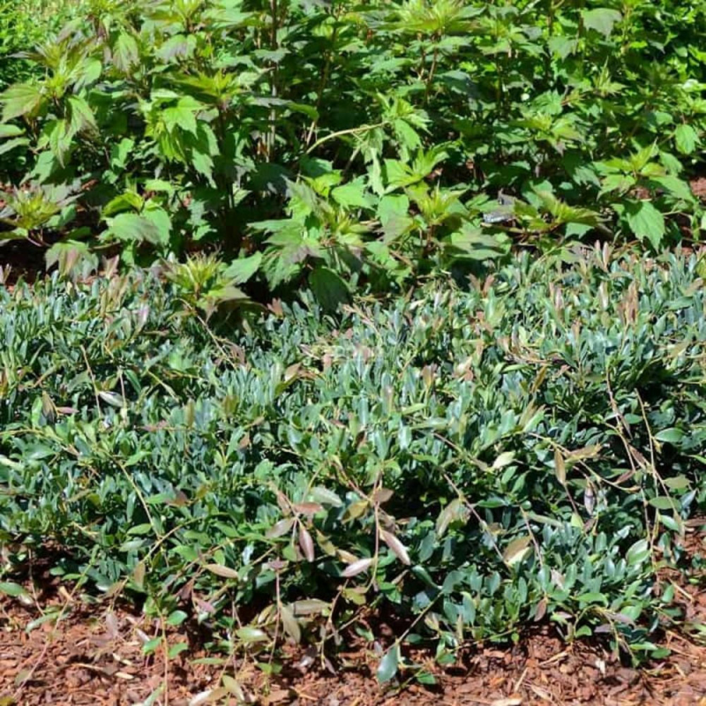 Distylium blue cascade® 'piidist 2' pot de 3l - 40/60 cm