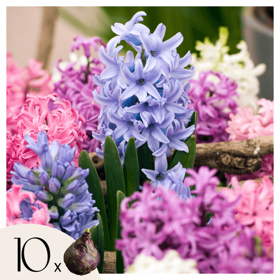 Jacinthe - set de 10 - hyacinthus - bulbes à fleurs