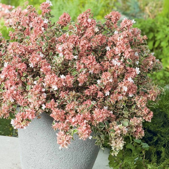 Abelia magic daydream® 'opstal303', abélia à grandes fleurs pot de 4l - 40/60 cm