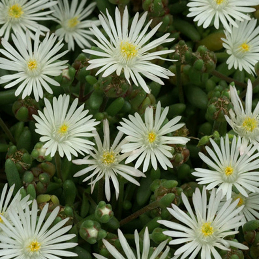 Delosperma graaf reinet - le pot / 8cm
