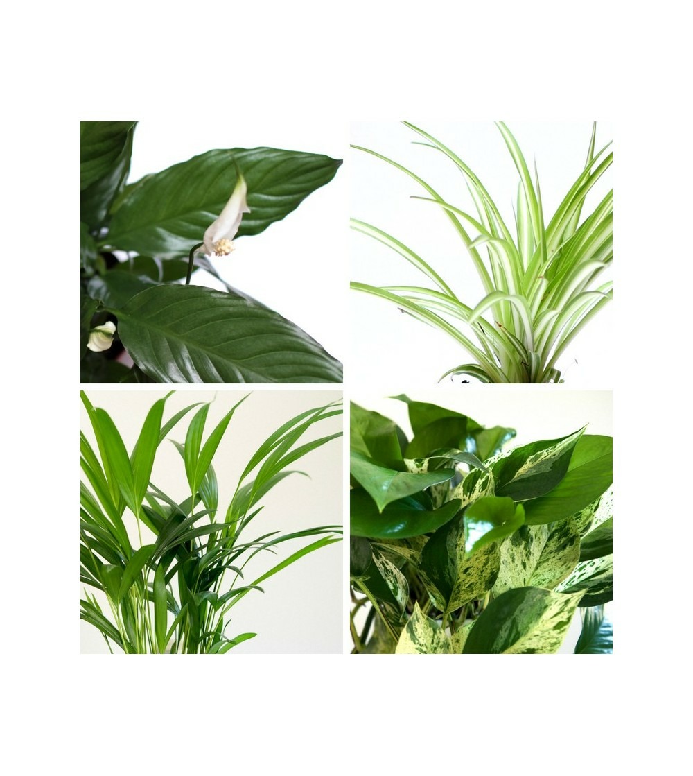 Lot de 4 plantes purificatrices d’air