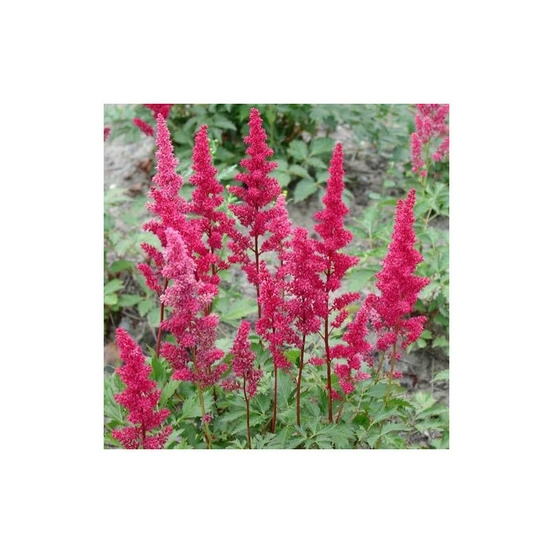 Astilbe d'arends gertrud brix lot de 5 godets