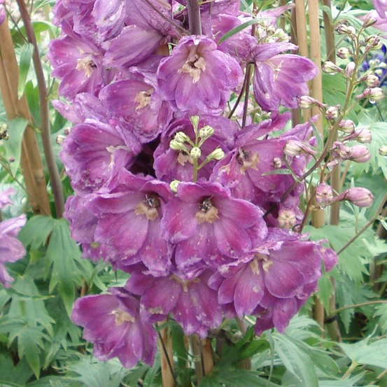 Pied d'alouette vivace 'astolat' pot de 2l/3l
