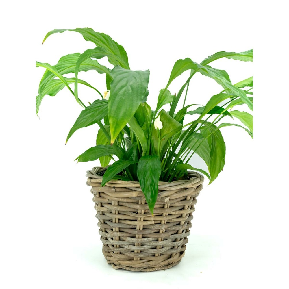 Corbeille ronde en poelet gris