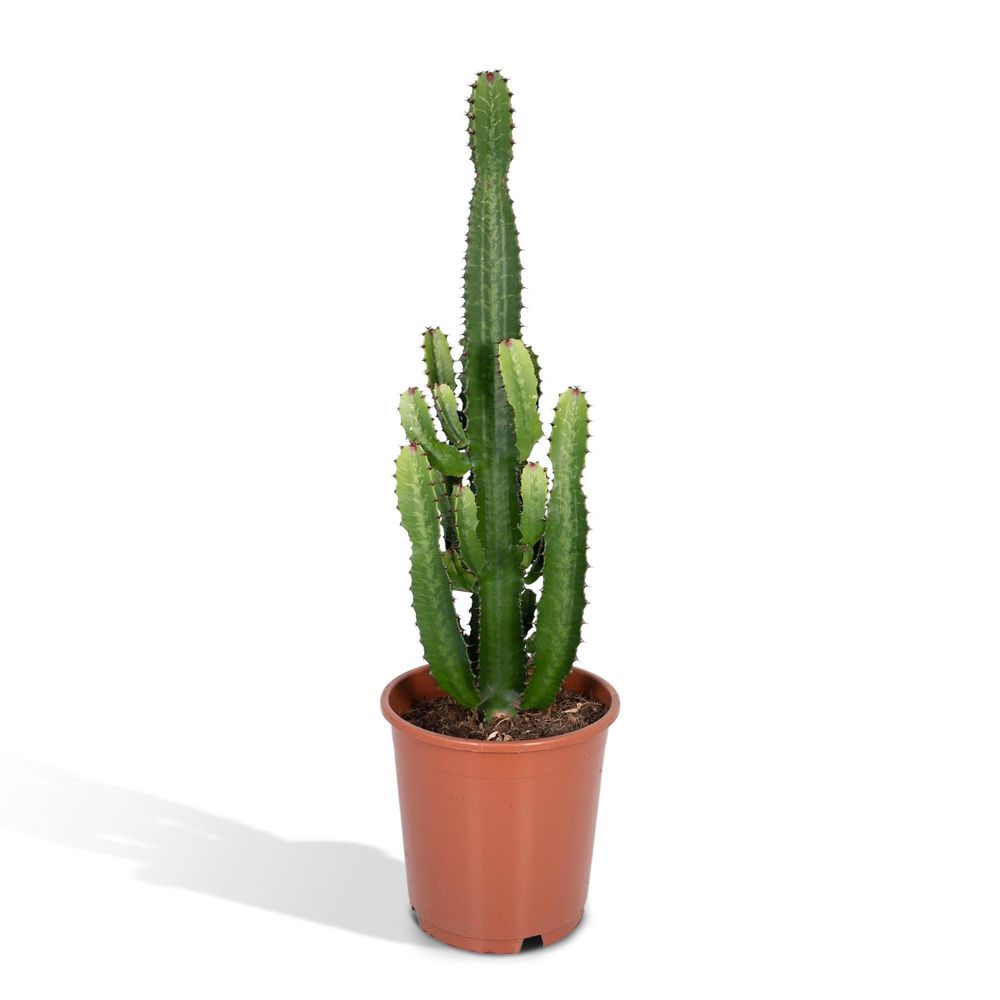 Euphorbia acrurensis - ø24cm - ↕60cm - plantes d'intérieur