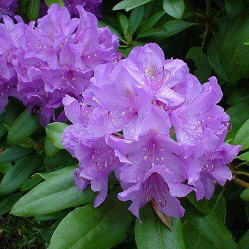 Rhododendron 'cat. Grandiflorum' 60-80 cm pot grand classique violet