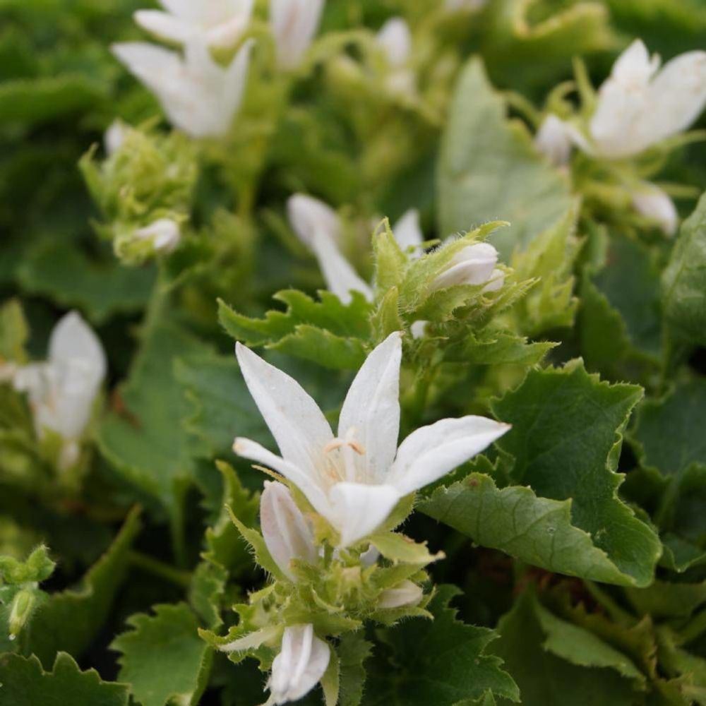 Campanule des murets schneeranke, campanule des murs godet - 5/20 cm