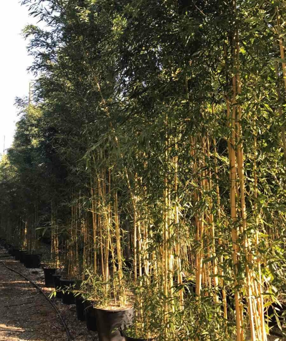 Phyllostachys aureosulcata aureocaulis pot de 15l - 150/175cm