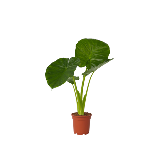 Plante éléphant - alocasia 'odora' - hauteur 55-75cm - ⌀17cm