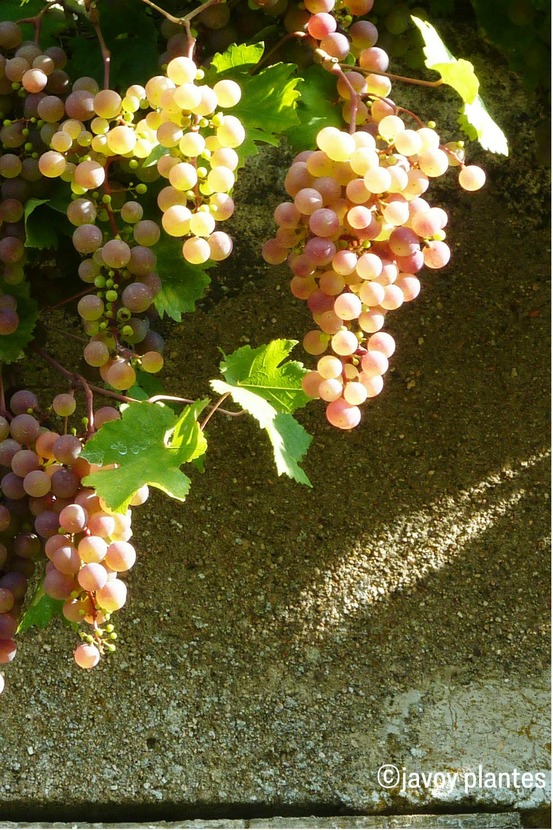 Vigne 'chasselas rose' - en pot de 1,5 litres