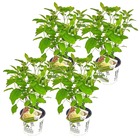 4x hortensia 'strong annabelle' - hortensia - arbuste - rustique – ⌀19 cm - ↕40-50 cm