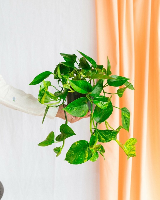 Pothos golden epipremnum 45cm - plante d'intérieur