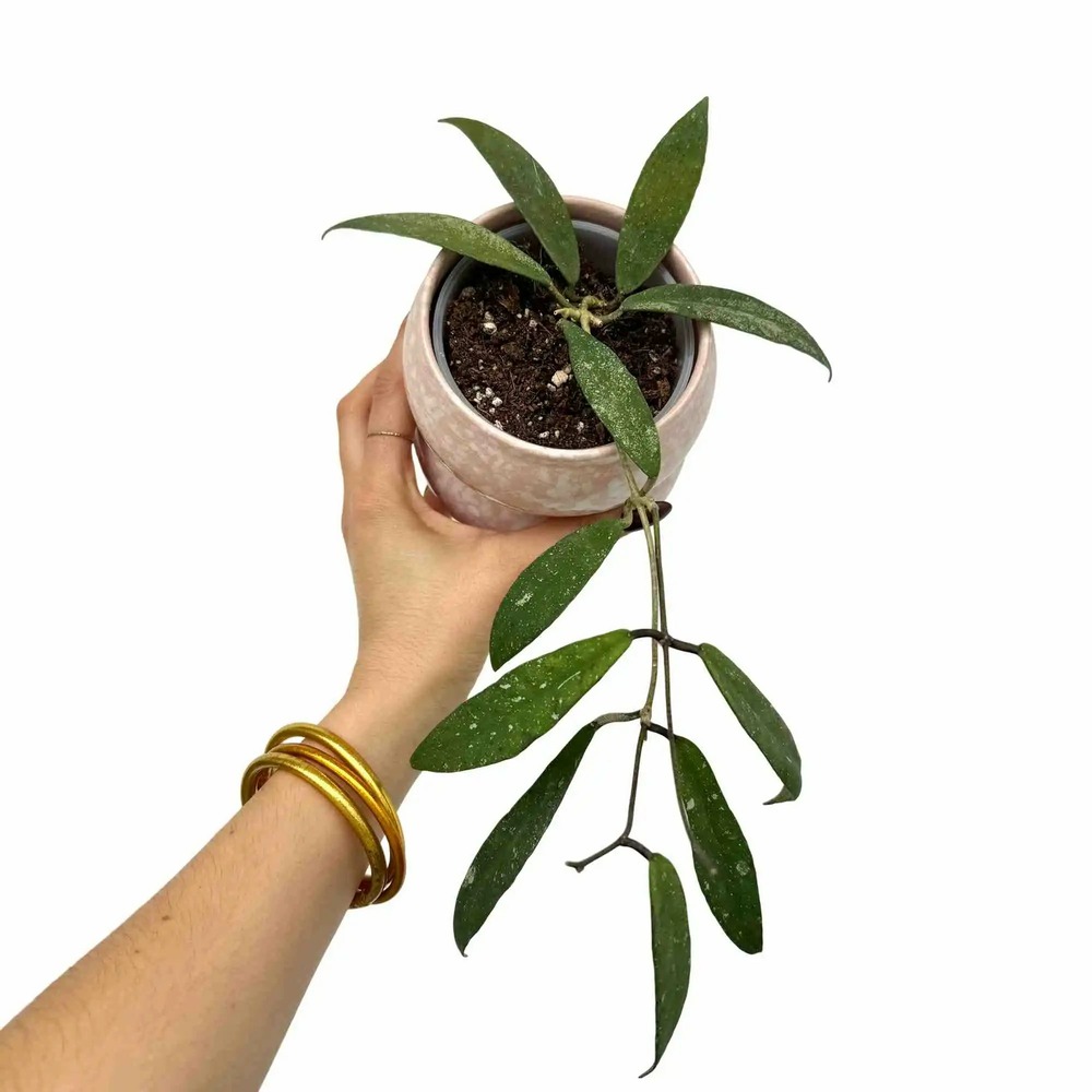 Hoya scortechinii ut001 fleur rose - pot de 9cm