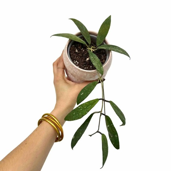 Hoya scortechinii ut001 fleur rose - pot de 9cm