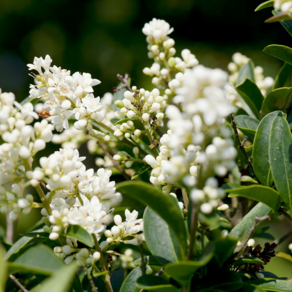 Troène commun - ligustrum vulgare en pot 5l 100/120cm