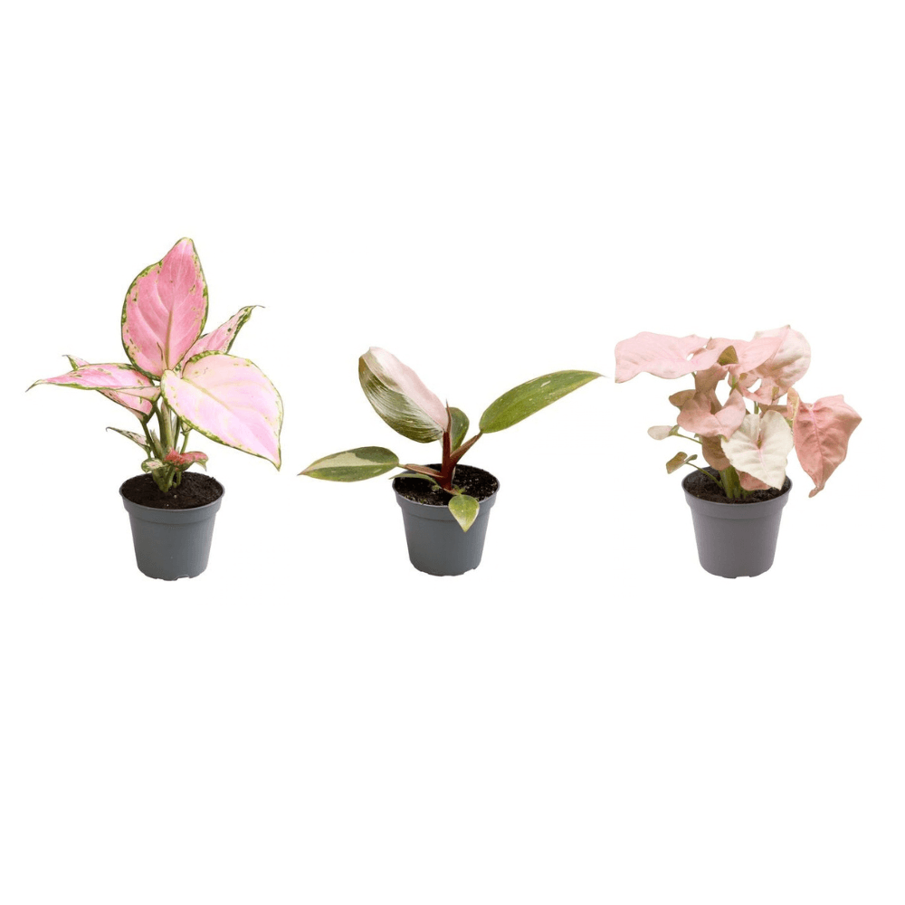 Pink is the new green p6,5 - plantes d'intérieur