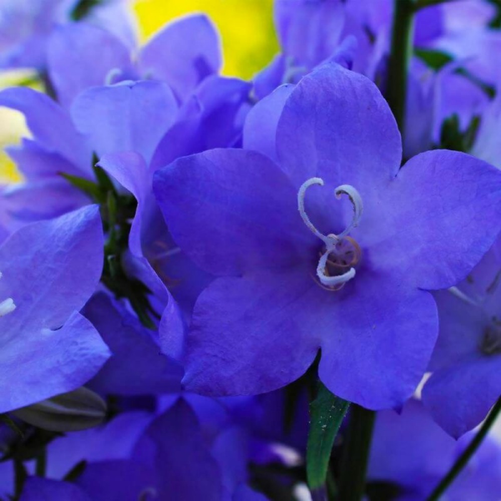 2 Campanules 'Pyramidale' Bleue (Campanula…