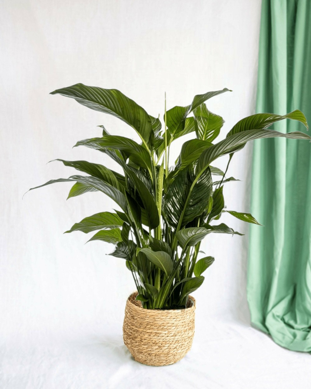 Spathiphyllum blanc 100cm - plante d'intérieur