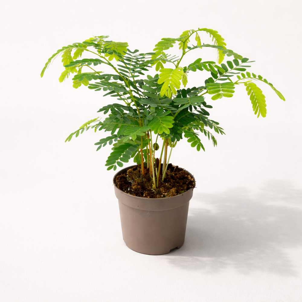 Tamarindus indica d. 12cm h. 60cm - plante d'intérieur