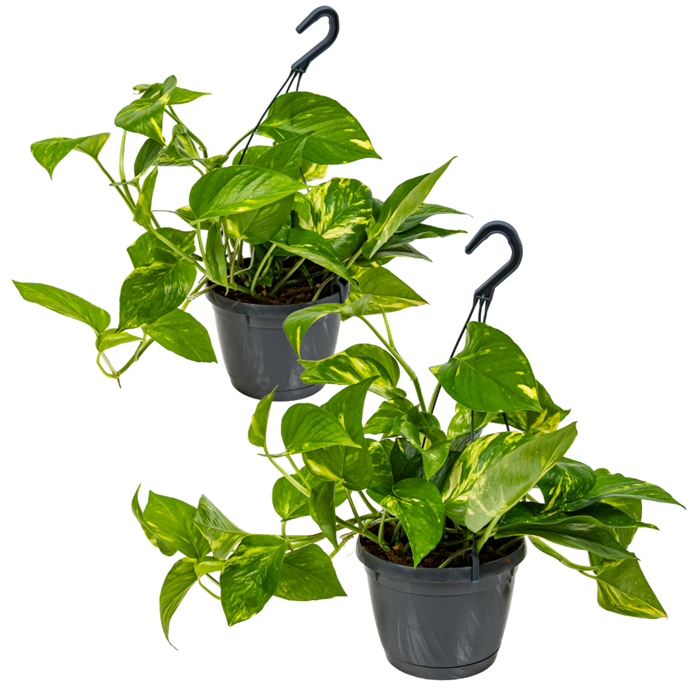 Lot de 2 epipremnum aureum - lierre du diable - plantes suspendues - hauteur 20-30 cm - pot 15 cm